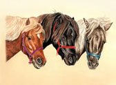 Miniature Horse, Equine Art - Three Minis